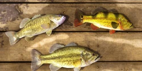 钓鱼行星 安卓版v1.0.98截图1