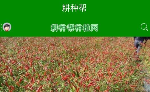 耕种帮种植网手机客户端