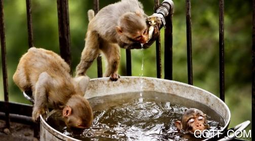 头像酱app最新版