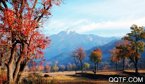 玩转罗田app安卓版