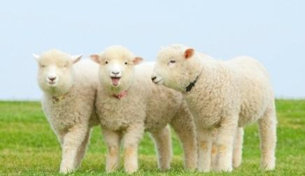 海螺图库app最新版