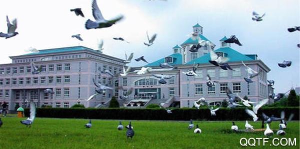 沈阳大学校园卡app手机版