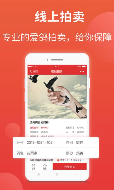 赛鸽头条下载安装截图2
