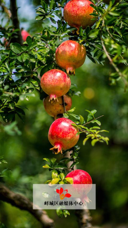 峄览app下载截图3