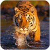 The Tiger(百兽之王无限金币版) 1.0.6安卓版