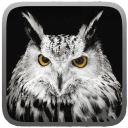 Owl Hunting Journey(猫头鹰狩猎之旅手游) 1.1安卓版