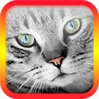 猫翻译模拟官方版 5.5安卓版