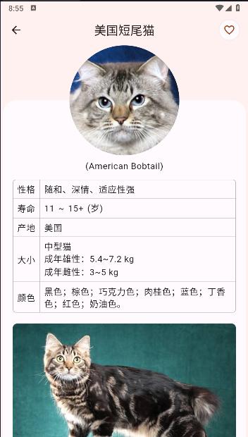 猫品种大全软件下载安装最新 猫品种大全软件下载安装最新