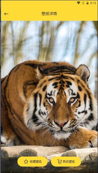 小熊视界壁纸高清版APP 小熊视界壁纸高清版APP