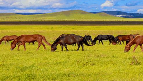 内蒙古固废监管平台app 内蒙古固废监管平台app