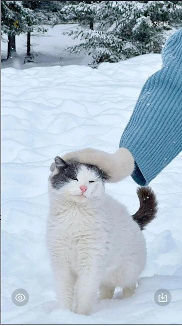 壁纸鸭解锁去除广告 壁纸鸭解锁去除广告