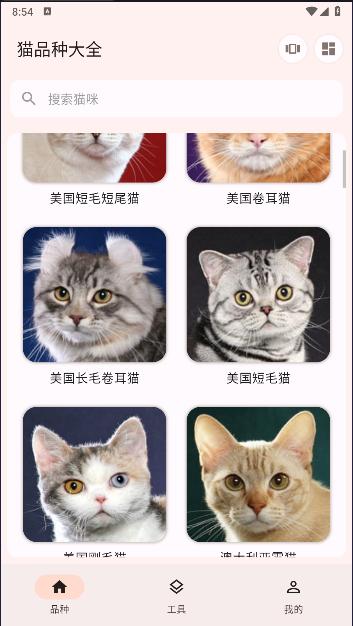 猫品种大全软件下载安装最新 猫品种大全软件下载安装最新