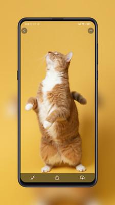 纸塘壁纸app  v5.3.2