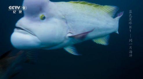 随风TV电视盒子免费版下载 v1.0 v3.1.4