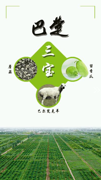 巴楚好地方最新版 v6.2.2