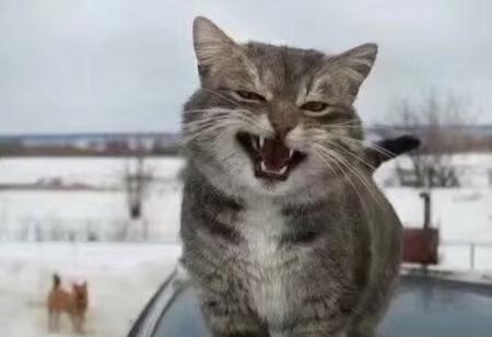 笑话段子app 笑话段子app