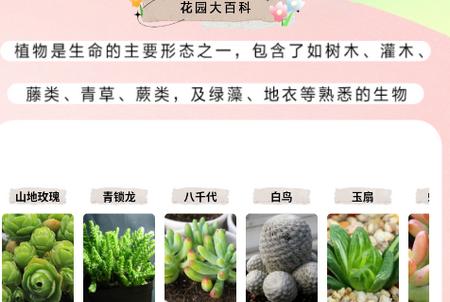 万物识图大师app