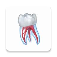 牙科3D图解学习软件免费版(Dental Illustrations)v2.0.94 安卓订阅版