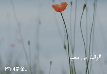 阿拉伯语翻译通app