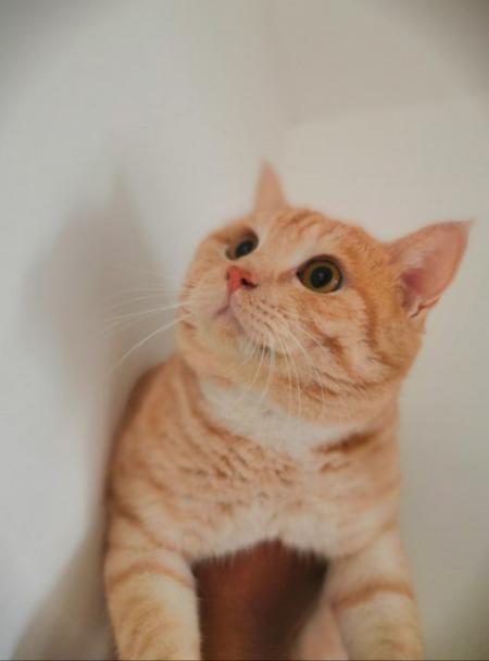 句苗岛养宠生活圈 句苗岛养宠生活圈