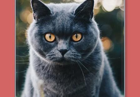 猫咪鉴定器app 猫咪鉴定器app
