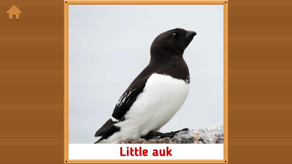 动物单词卡片(Flashcards for Kids)v1.1.0 单机免费版 v5.3.3