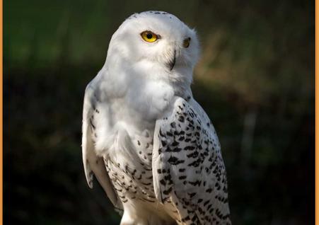 动物单词卡片(Flashcards for Kids) 动物单词卡片(Flashcards for Kids)