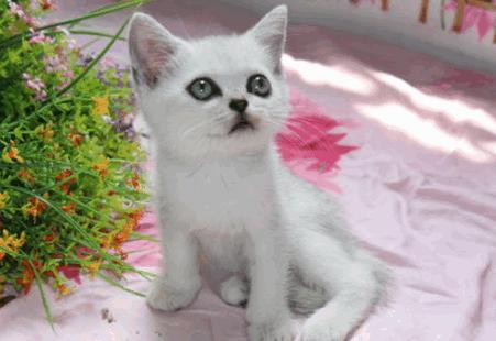 掌上宠物翻译器app免费版 掌上宠物翻译器app免费版