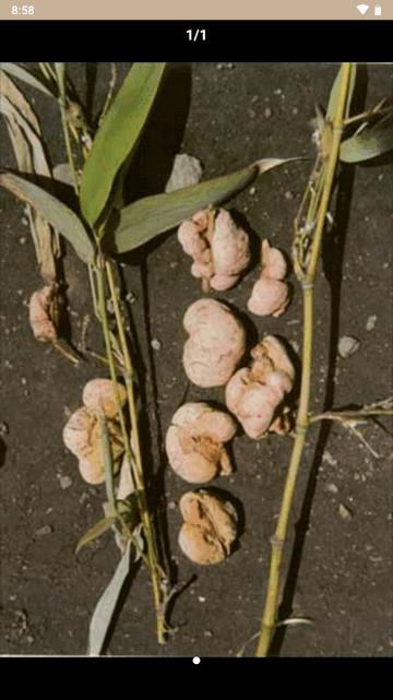 中草药宝典大全软件 中草药宝典大全软件