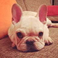 真实狗狗模拟器手游安卓版