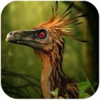 伤齿龙模拟器安卓版