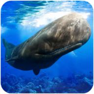 抹香鲸模拟器官方版