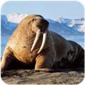 海狮模拟器 正版v1.1.0