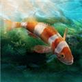 水族设计师 最新版v1.0.0
