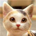 与我的猫咪手游 最新版v1.2.6