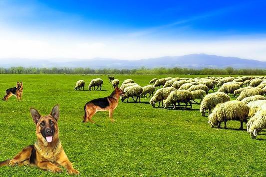 
                        谢泼德狗模拟                    截图0