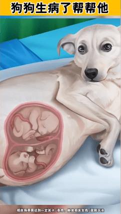 
                        小小动物医院                    截图0