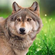 狼游戏野狼模拟器中文版免费(WildWolfSimulator) v1.5 安卓完整版