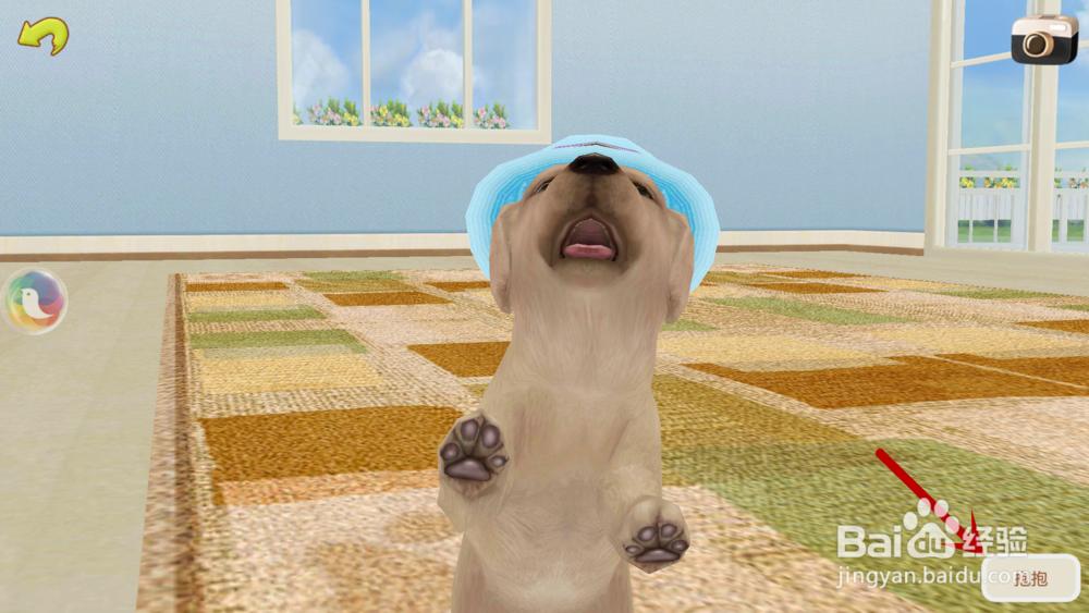 心动小狗如何让小狗过来、抱抱、站立