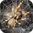 蜘蛛模拟生存