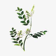 中药植物百科全书app安卓版