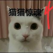 猫猫惊魂4
