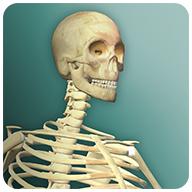 放置人类2无限细胞