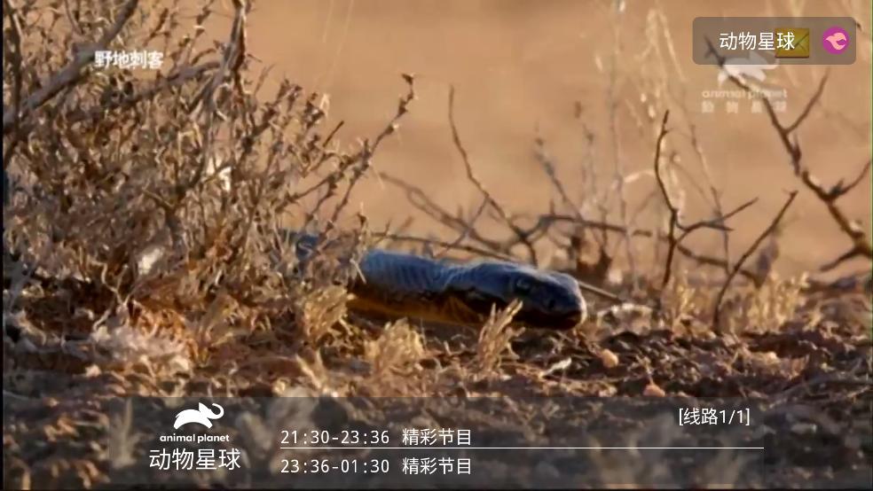 野火聚合电视直播截图3