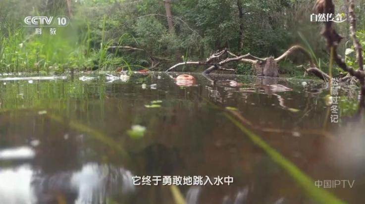 欧歌影视2025电视版截图3