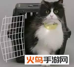 猫言狗语翻译app