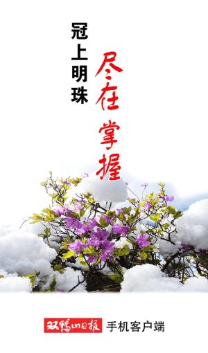 掌上双鸭山app下载 掌上双鸭山app下载