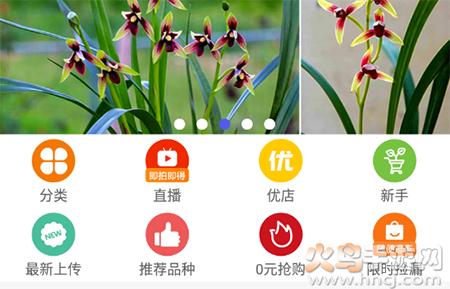 中国兰花交易网app兰花拍卖
