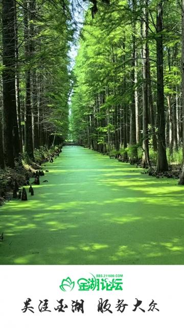 金湖论坛app下载安装