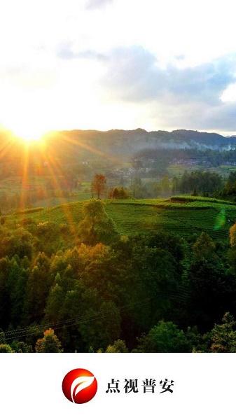 点视普安app